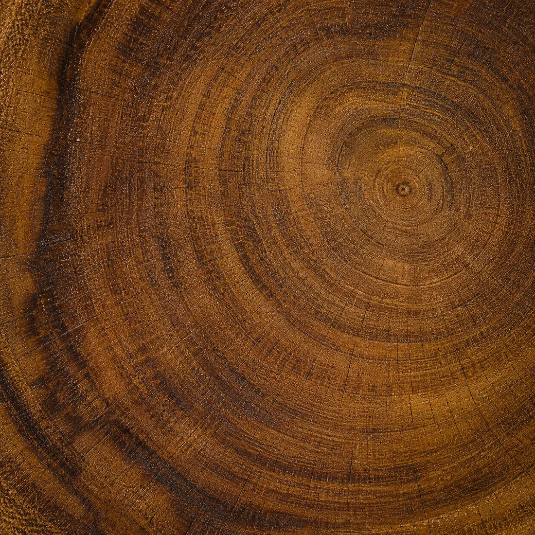The cut end of a Burma teak log, growth rings circling out from the pith