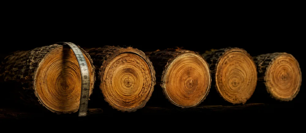 The sawn ends of five teak logs in a row, with a measuring tape laid over the girth of the nearest one