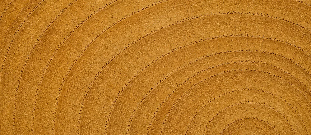 The end grain of Benin teak, wider even rings in light golden brown