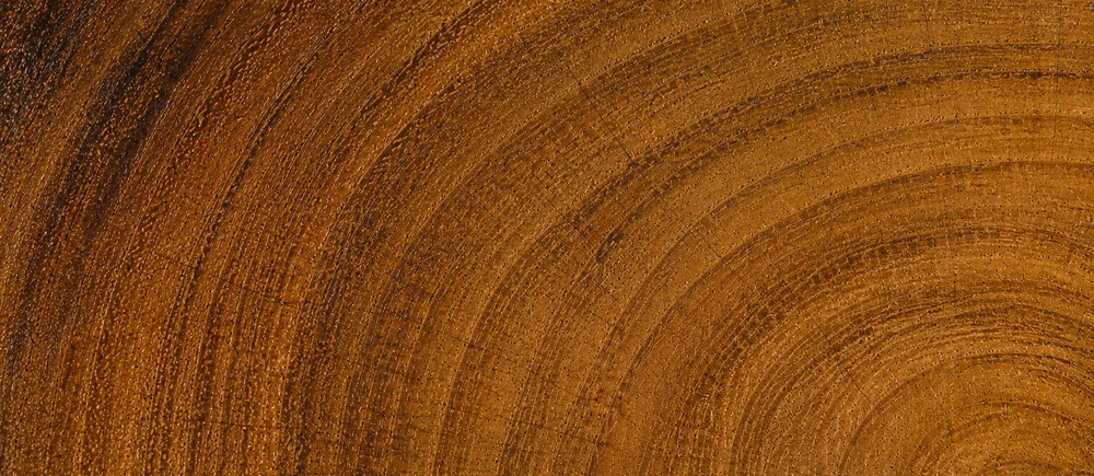 The end grain of Burma teak, tight slow-grown rings in deep honey brown