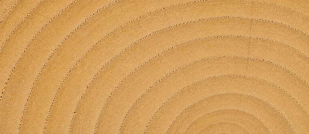 The end grain of Colombian plantation teak, regular pale straw-gold rings