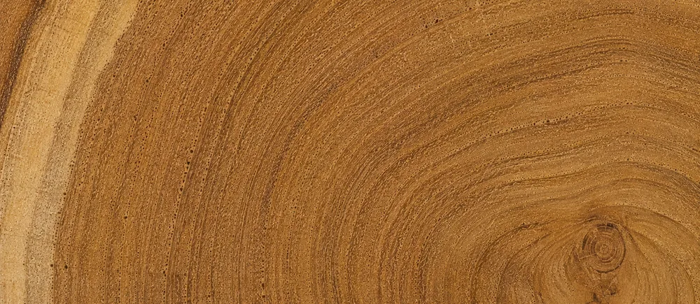 The end grain of commercial grade teak, showing natural variation
