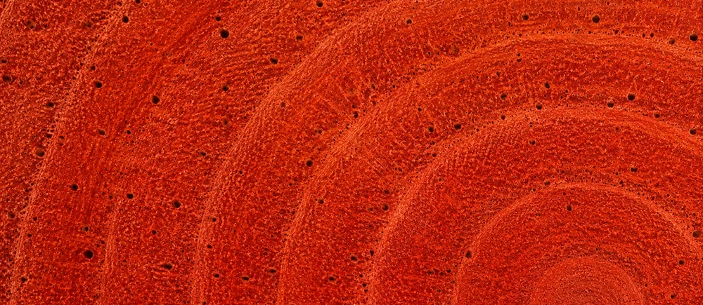 The end grain of Gabon padauk, vivid orange red with open pores