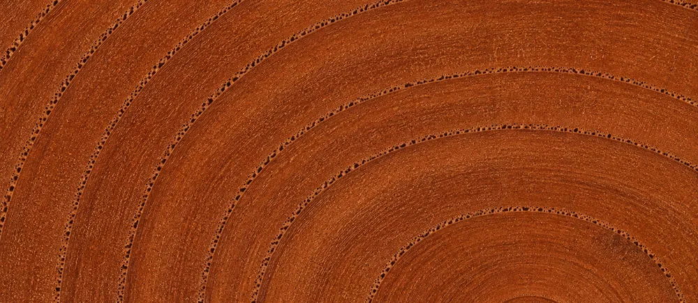 The end grain of Nigerian teak, broad rings in a warm reddish brown